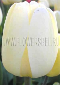 Фотография Тюльпан Айвори Флорадейл (Photo Tulip Ivory Floradale)