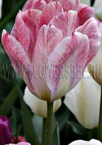 Фотография Тюльпан Фламинг Пуриссима (Photo Tulip Flaming Purissima)