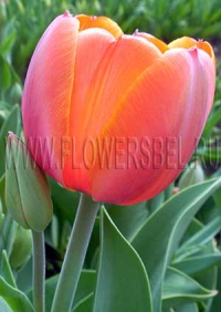 Тюльпан Ад Рем (Tulip Ad Rem)