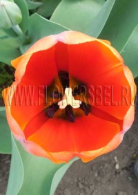 Тюльпан Ад Рем (Tulip Ad Rem)
