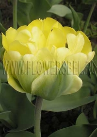 Фотография Тюльпан Акебоно (Photo Tulip Akebono)