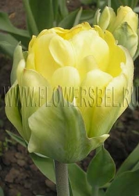 Фотография Тюльпан Акебоно (Photo Tulip Akebono)