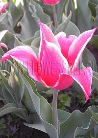 Фотография Тюльпан Акита (Photo Tulip Akita)