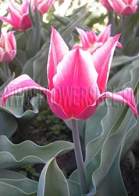 Фотография Тюльпан Акита (Photo Tulip Akita)
