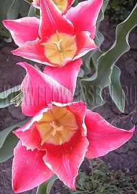 Фотография Тюльпан Акита (Photo Tulip Akita)