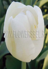 Фото Тюльпан Альбатрос (Photo Tulip Albatros)