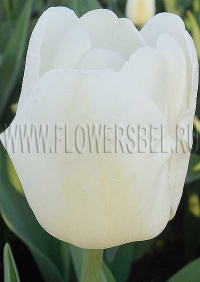 Фото Тюльпан Альбатрос (Photo Tulip Albatros)