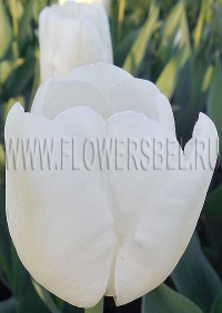 Фото Тюльпан Альбатрос (Photo Tulip Albatros)