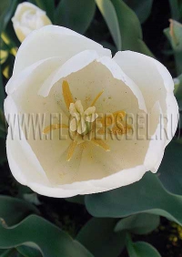 Фото Тюльпан Альбатрос (Photo Tulip Albatros)