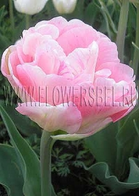 Фотография Тюльпан Анжелика (Photo Tulip Angelique)