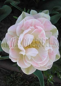 Фотография Тюльпан Анжелика (Photo Tulip Angelique)