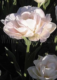 Фотография Тюльпан Анжелика (Photo Tulip Angelique)