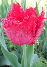 Фотография Тюльпан Барбадос (Photo Tulip Barbados)