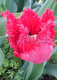 Фотография Тюльпан Барбадос (Photo Tulip Barbados)