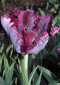 Фотография Тюльпан Блэк Перрот (Photo Tulip Black Parrot)