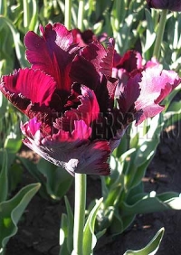 Фотография Тюльпан Блэк Перрот (Photo Tulip Black Parrot)