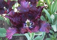 Фотография Тюльпан Блэк Перрот (Photo Tulip Black Parrot)