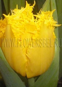 Фотография Тюльпан Бизнес Класс (Photo Tulip Business Class)