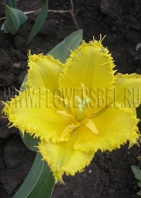 Фотография Тюльпан Бизнес Класс (Photo Tulip Business Class)