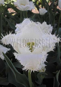 Фотография Тюльпан Кембридж (Photo Tulip Cambridge)