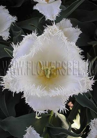 Фотография Тюльпан Кембридж (Photo Tulip Cambridge)