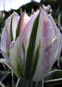 Фотография Тюльпан Чайна Таун (Photo Tulip China Town)