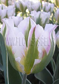 Фотография Тюльпан Чайна Таун (Photo Tulip China Town)