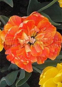 Фотография Тюльпан Дабл Бьюти оф Апельдорн (Photo Tulip Double Beauty of Apeldoorn)