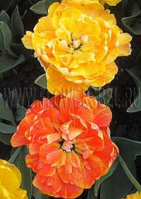 Фотография Тюльпан Дабл Бьюти оф Апельдорн (Photo Tulip Double Beauty of Apeldoorn)
