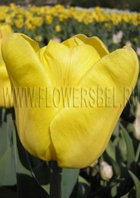 Фотография Тюльпан Дакар (Photo Tulip Dakar)