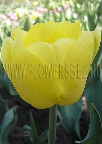 Фотография Тюльпан Дакар (Photo Tulip Dakar)