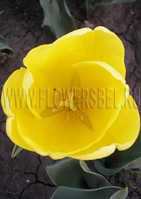 Фотография Тюльпан Дакар (Photo Tulip Dakar)
