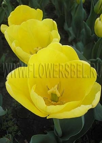 Фотография Тюльпан Дакар (Photo Tulip Dakar)