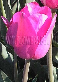 Фотография Тюльпан Дон Кихот (Photo Tulip Don Quichotte)
