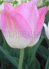 Фотография Тюльпан Династи (Photo Tulip Dynasty)