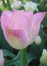 Фотография Тюльпан Династи (Photo Tulip Dynasty)