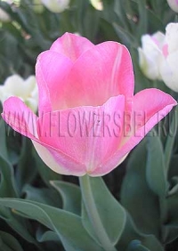 Фотография Тюльпан Династи (Photo Tulip Dynasty)