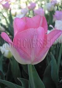 Фотография Тюльпан Династи (Photo Tulip Dynasty)