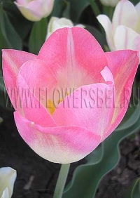 Фотография Тюльпан Династи (Photo Tulip Dynasty)
