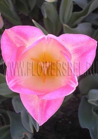 Фотография Тюльпан Династи (Photo Tulip Dynasty)