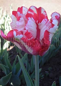 Фотография Тюльпан Эстелла Рейнвельд (Photo Tulip Estella Rijnveld)