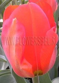 Фотография Тюльпан Флаер (Photo Tulip Flair)