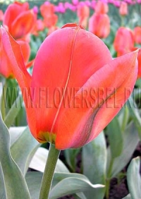 Фотография Тюльпан Флаер (Photo Tulip Flair)