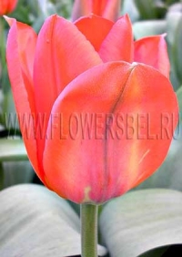 Фотография Тюльпан Флаер (Photo Tulip Flair)