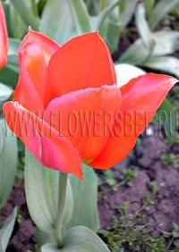 Фотография Тюльпан Флаер (Photo Tulip Flair)