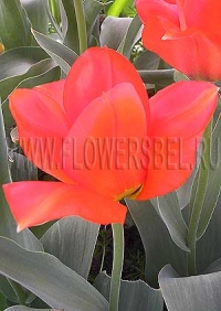 Фотография Тюльпан Флаер (Photo Tulip Flair)