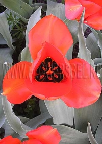 Фотография Тюльпан Флаер (Photo Tulip Flair)