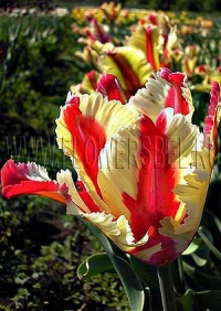 Фотография Тюльпан Флеминг Перрот (Photo Tulip Flaming Parrot)