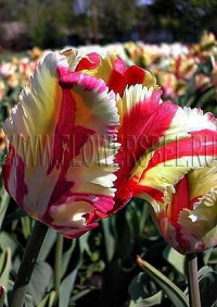 Фотография Тюльпан Флеминг Перрот (Photo Tulip Flaming Parrot)