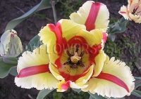 Фотография Тюльпан Флеминг Перрот (Photo Tulip Flaming Parrot)